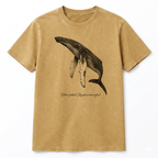 Ballena Jorabada