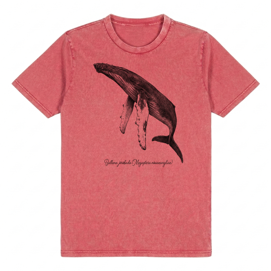 Ballena Jorabada