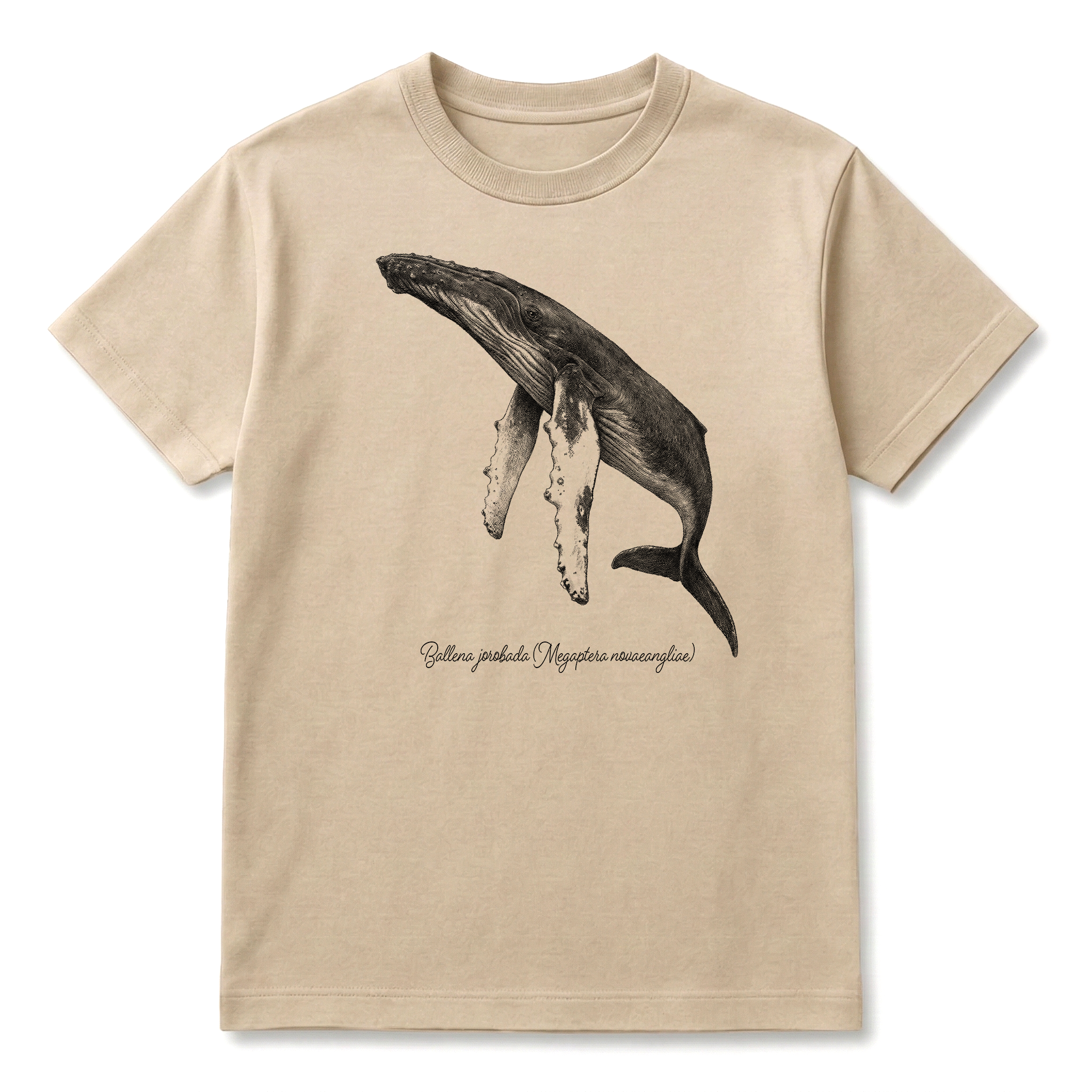 Ballena Jorabada